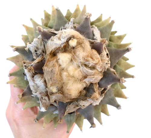 Ariocarpus retusus ns2013 - retusus,