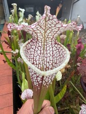 Pianta carnivora Sarracenia