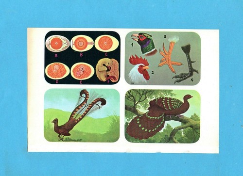 ENCICLOPEDIA