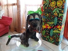 Rarissimo Cane Lenci Con