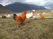 12 xUova fertili feconde Galline PESANTI ruspanti da carne /