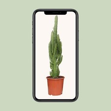 Euphorbia Trigona - Ø17cm -