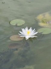 Rizoma di Ninfea   rustica molto fiorifera resiste al gelo Piante Laghetto 