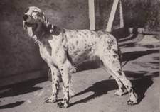 Setter * Cartolina Setter inglese * Postcard # 82 RARA