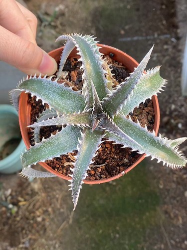 Dyckia platyphylla rara - , pianta