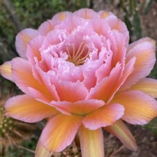 Pianta succulenta cactus - di,