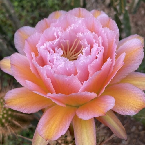 Pianta succulenta cactus - pianta,