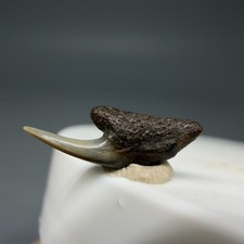 Dente di squalo tigre sabbia