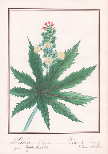 Ricinus africanus blume fiore - africanus,