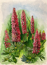 FIORI DI LUPINO ~ ACQUERELLO ~