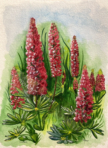 Fiori lupino acquerello - fiori,
