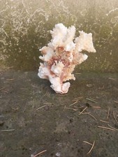 ramo di corallo bianco