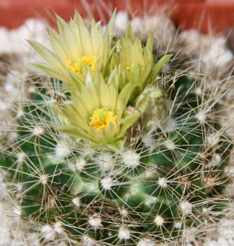 Escobaria asperispina seeds - escobaria,