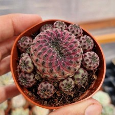 Sulcorebutia Rauschii