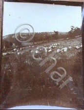 Foto epoca paesaggio pecore