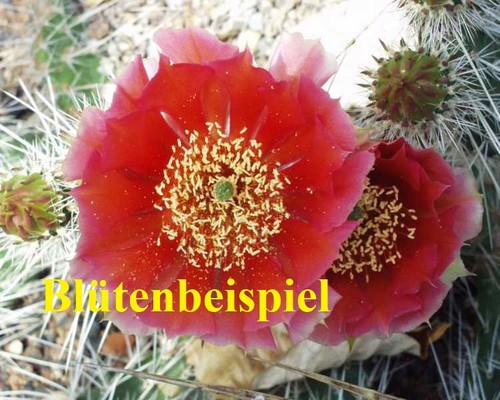 Opuntia polyacantha hybr