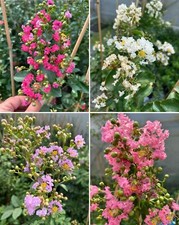 Lagerstroemia indica pianta in vaso ø19 cm con canna h 80/130 cm Colori a scelta