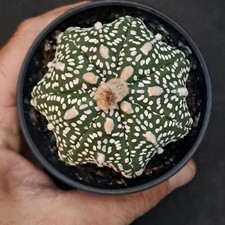 Astrophytum asterias cv