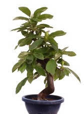 Bonsai - Pseudocydonia