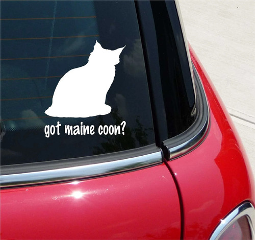 Got maine coon - got,