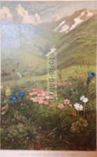 SCIENZE NATURALI_BOTANICA_PIANTE_TIROLO_ZOLLA ALPINA DI BLASER_ANTICA CROMOLITO