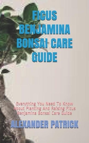 Ficus benjamina bonsai - ficus,