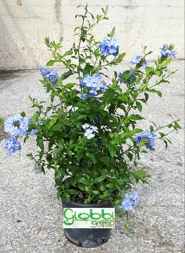 Plumbago capensis auricolata - capensis, o
