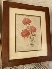 3 Botanical Flower Prints