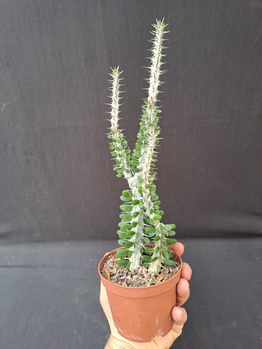 Alluaudia procera - , (madagascar)