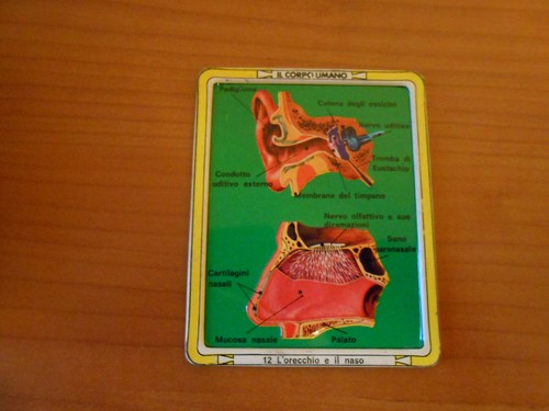 Gadget corpo umano - corpo,