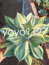 Pianta di Agave di Cactus