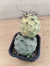 9495 TEPHROCACTUS Geometricus