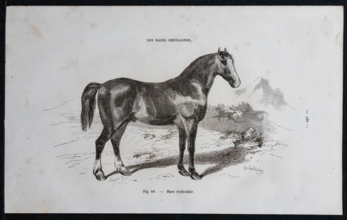 1882 cavallo razza - 1882,