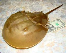 14" long FULL HORSESHOE CRAB