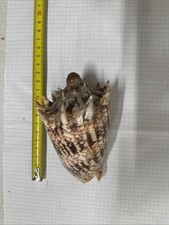 Conchiglia Shell Voluta CYMBIOLA IMPERIALIS  mm 130   Filippine