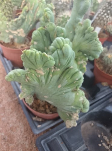 Cereus bridgeesii - 🌵🌵cereus,
