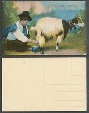 Malta Old Colour Postcard
