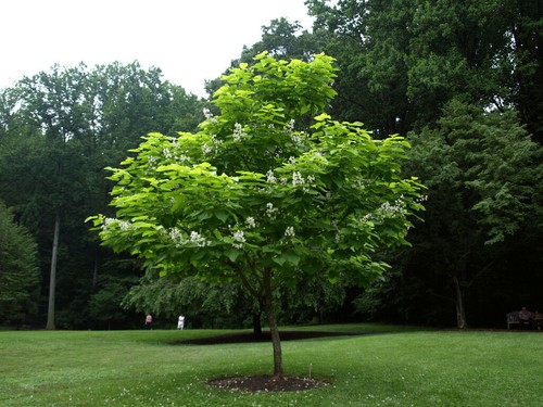 Catalpa bignonioides albero - catalpa, "albero