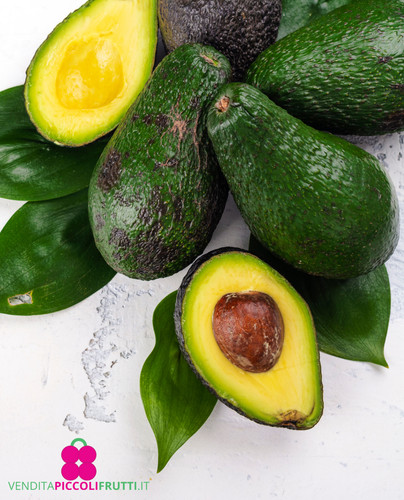 Pianta avocado persea - pianta,