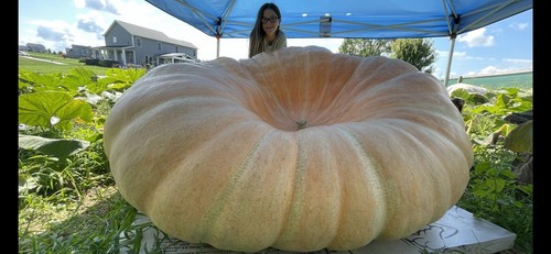 Semi zucca gigante atlantic - semi, di