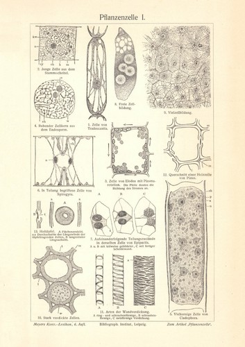 Cellula vegetale ii - cellula,