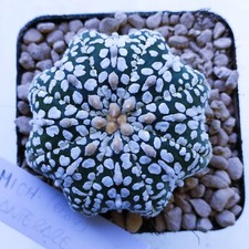 Astrophytum Asterias