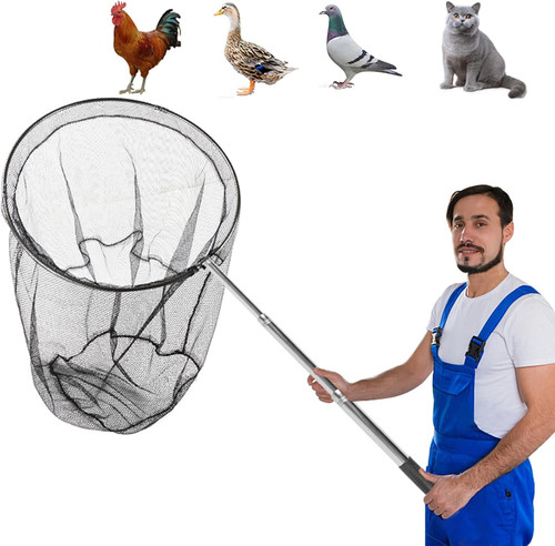 Rete pesca cattura - cattura, pollo