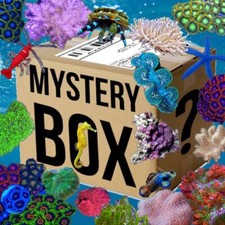 ✅SPECIALE XL Promo Box