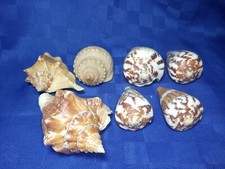 Lotto di 7 Conchiglie Naturali