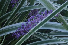 Testato! Canon Nuovo obiettivo FD 35mm F/2 NFD grandangolare MF per attacco...