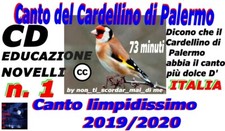 CANTO DEL CARDELLINO SICILIANO
