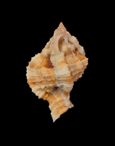 Conchiglia shell phyllonotus - shell,