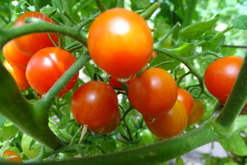 Pomodoro ciliegino orangeto - ciliegino,