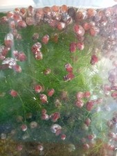 20 Lumache Planobarius Per